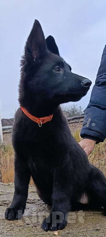 Собаки в Кольчугино: Щенки немецкой овчарки. Девочка, 13 000 руб. - фото 7