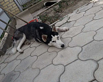 Собаки в Абинске: найден кобель хаски Мальчик, Бесплатно - фото 1