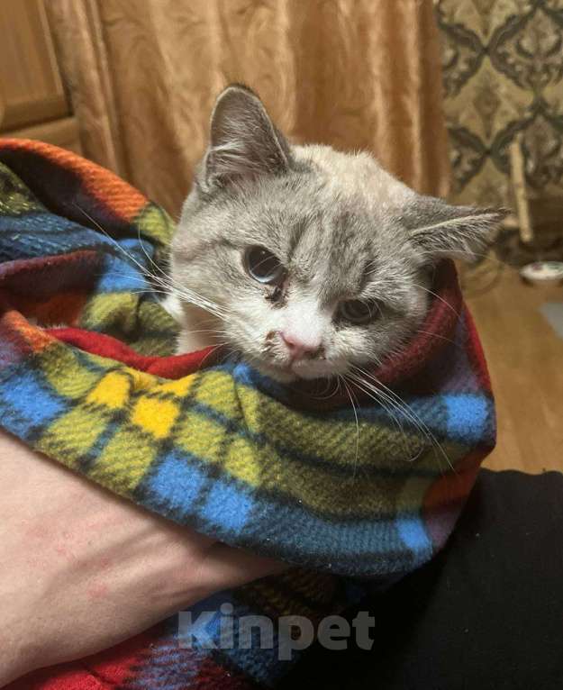 Кошки в Москве: Безпонятия Мальчик, Бесплатно - фото 1