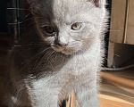 Кошки в Брянске: Котята  Мальчик, 100 руб. - фото 1