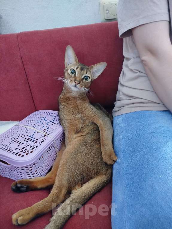 Кошки в Старом Купавне: Биткоин недорого (есть нюансы) Мальчик, Бесплатно - фото 3