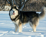 Собаки в Москве: Кобель хаски голубые глазки хочет вязки Мальчик, 5 000 руб. - фото 2