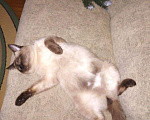Кошки в Мелеузе: сиамский котик ищет кошечку., 1 руб. - фото 1