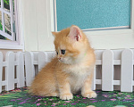 Кошки в Москве: Мальчик золотая шиншилла ny12 Мальчик, 70 000 руб. - фото 2