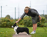 Собаки в Сертолово: Щенок вельш корги кардиган Мальчик, Бесплатно - фото 4