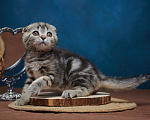 Кошки в Барнауле: Кошечка-фолд Ванда💖 Девочка, Бесплатно - фото 1