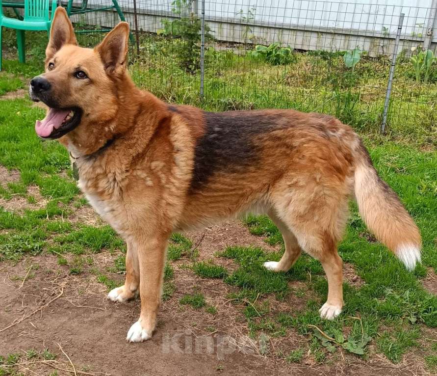 Собаки в Москве: Семейный пёс Арчибальд  Мальчик, Бесплатно - фото 4