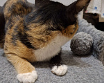 Кошки в Омске: Котенок бесплатно Девочка, Бесплатно - фото 2