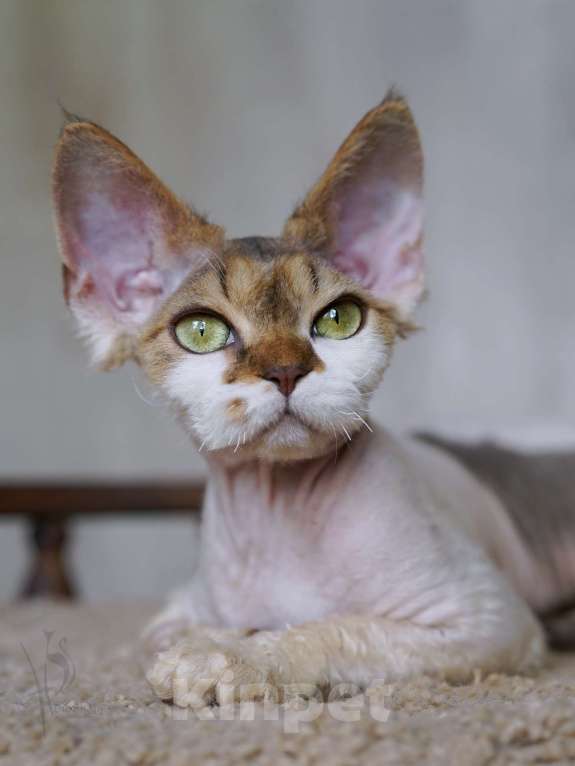 Кошки в Москве: Девон-рекс элитная девочка Девочка, 70 000 руб. - фото 2