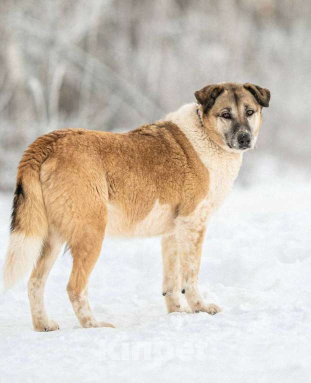Кошки в других городах Московской области: Юта 7 лет ищет своих людей 💛 Девочка, Бесплатно - фото 4