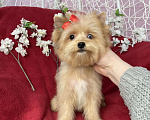 Собаки в Москве: Рыжий йорк с голубым глазом девочка мини Девочка, 100 000 руб. - фото 6