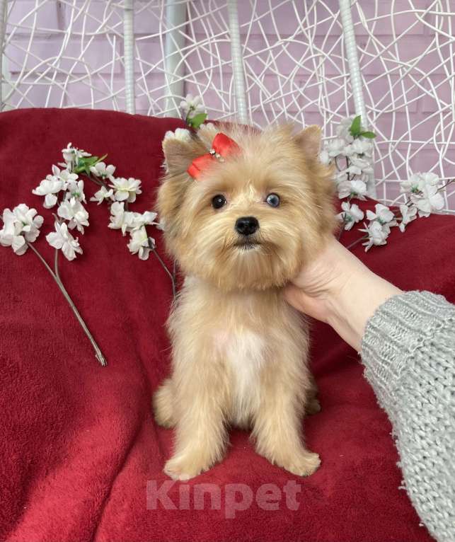 Собаки в Москве: Рыжий йорк с голубым глазом девочка мини Девочка, 100 000 руб. - фото 6