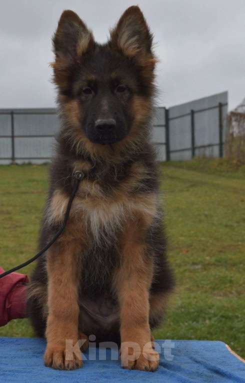 Собаки в Москве: Продам щенка немецкой длинношерстной овчарки. Щенки рождены 8.07.2025.  Мальчик, Бесплатно - фото 1