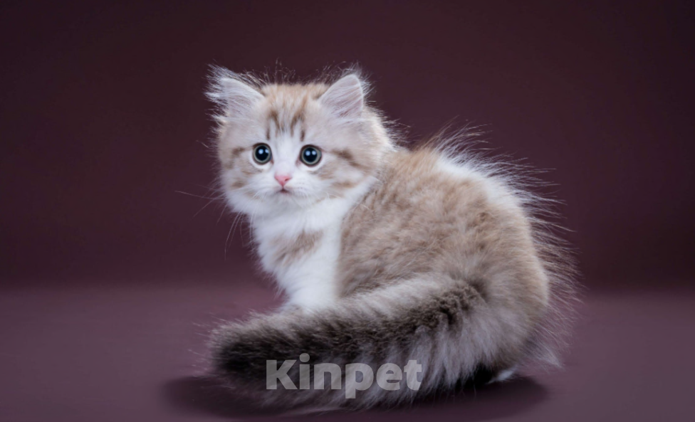 Кошки в Москве: Менуэт Мальчик, 60 000 руб. - фото 3