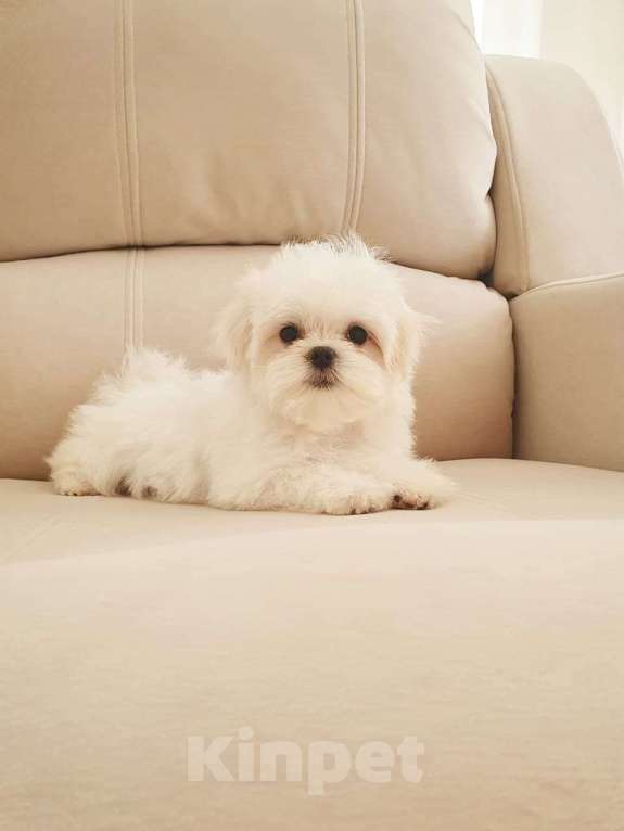 Собаки в Ессентуках: Щенки Мальтезе  Мальчик, 80 000 руб. - фото 3