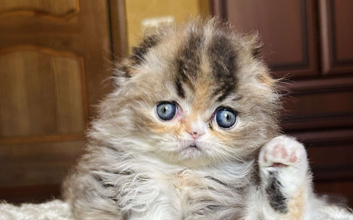 Трехцветная кошечка