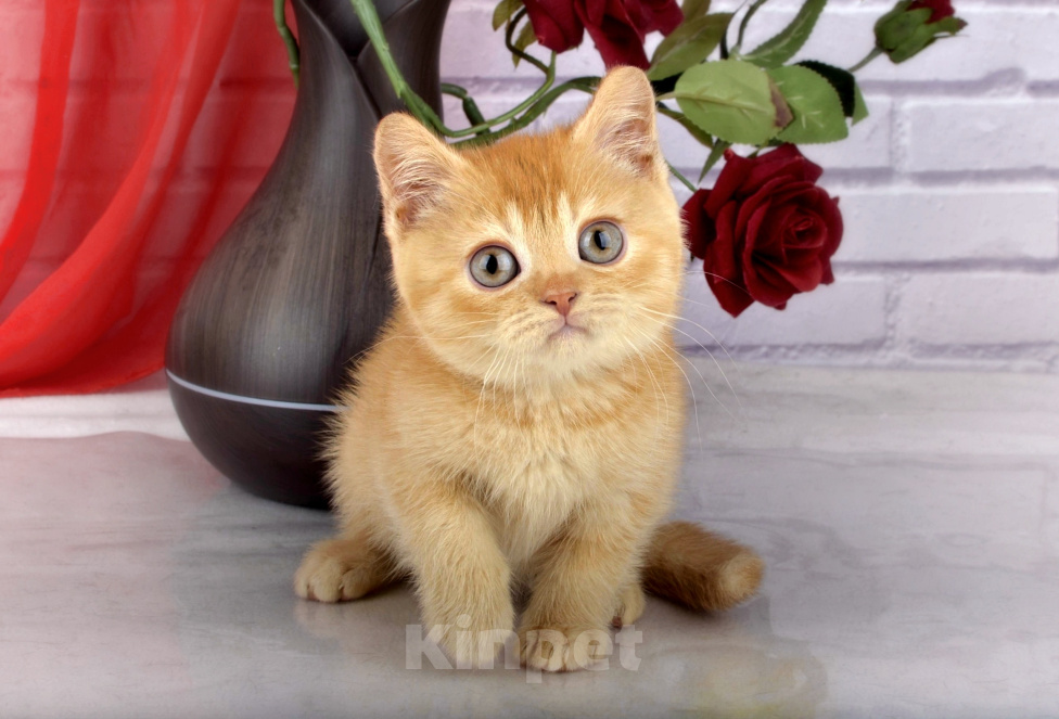 Кошки в Санкт-Петербурге: Британский солнечный котик Мальчик, 38 000 руб. - фото 1