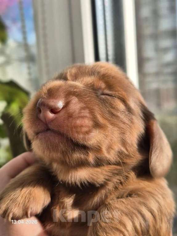 Собаки в Санкт-Петербурге: Мини такса рыже мраморная длш Девочка, Бесплатно - фото 1