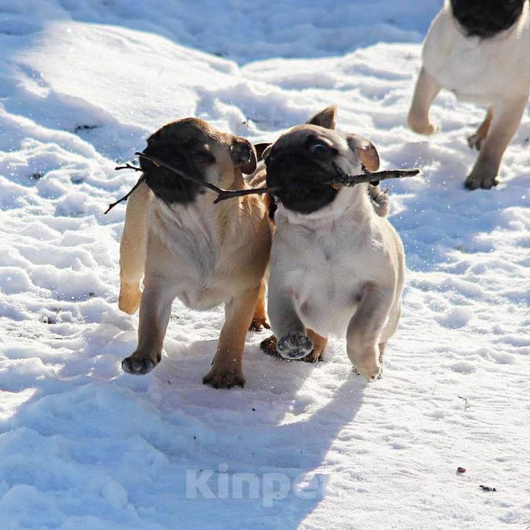 Собаки в Иваново: Щенки мопса Девочка, 45 000 руб. - фото 3