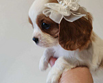 Собаки в других городах Московской области: Девочка кавалер Кинг Чарльз спаниель Девочка, 130 000 руб. - фото 7