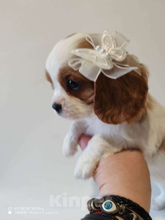 Собаки в других городах Московской области: Девочка кавалер Кинг Чарльз спаниель Девочка, 130 000 руб. - фото 7