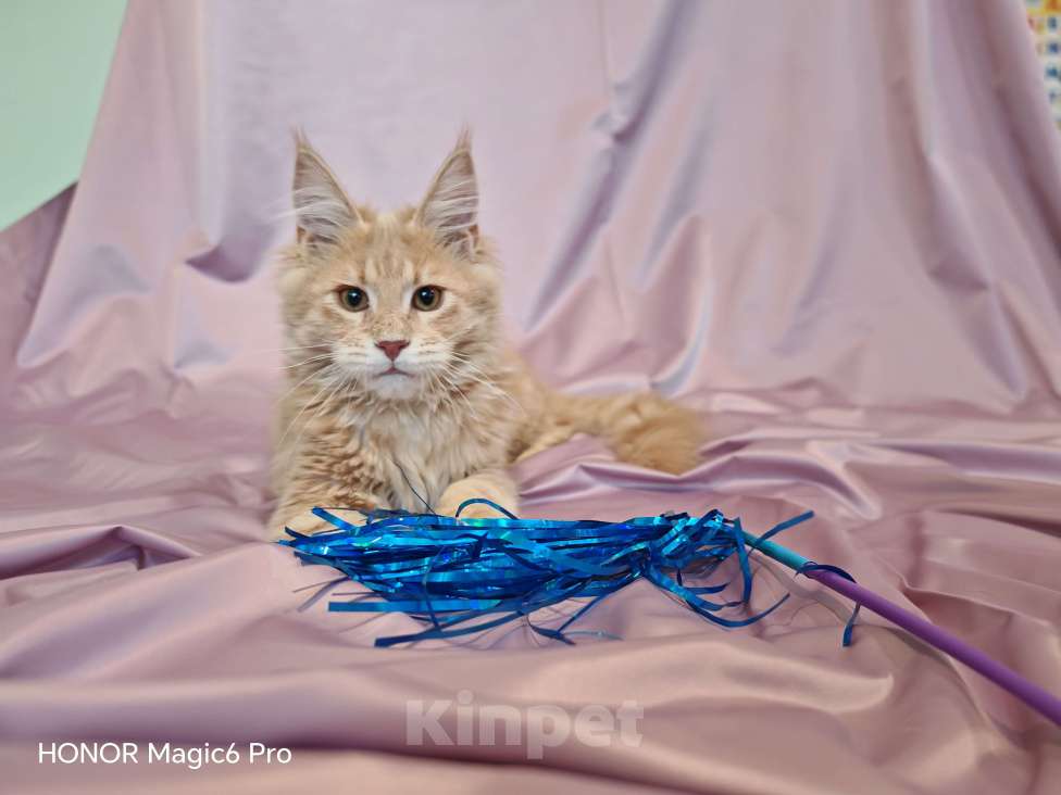 Кошки в Воронеже: Мальчик мейн кун Мальчик, 40 000 руб. - фото 4