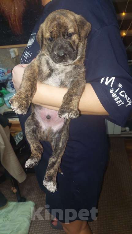 Собаки в Саратове: Метисы канарского дога Мальчик, 5 000 руб. - фото 5