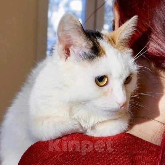 Кошки в Москве: Трехцветная Горошинка грустит без дома Девочка, Бесплатно - фото 3