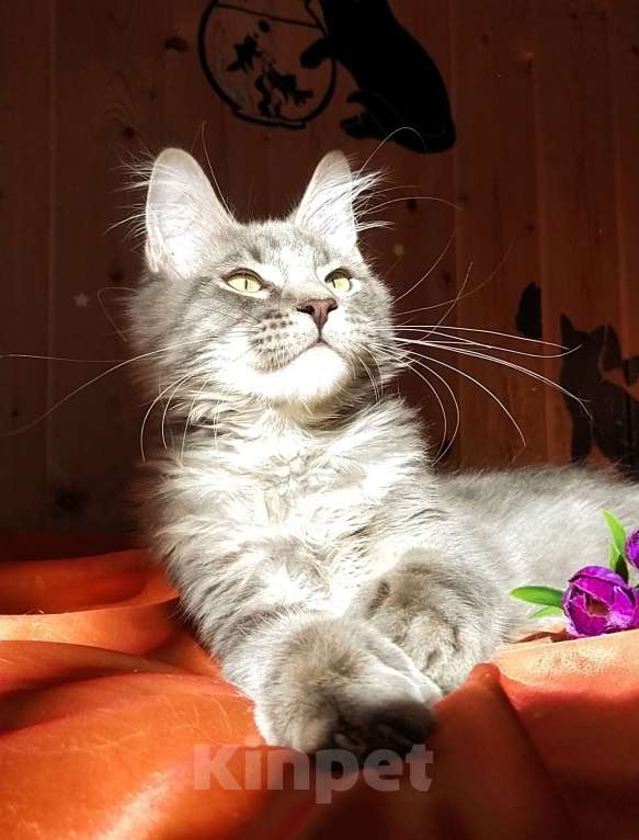 Кошки в Челябинске: КОТЕНОК МЕЙН-КУН ПОЛИДАКТ Мальчик, Бесплатно - фото 6