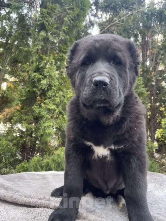 Собаки в Москве: Алабай (САО), девочка 3 месяца, мощная, Москва Девочка, 40 000 руб. - фото 2