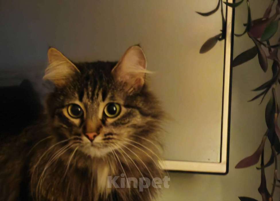 Кошки в Москве: Ванесса ищет маму! Девочка, Бесплатно - фото 7