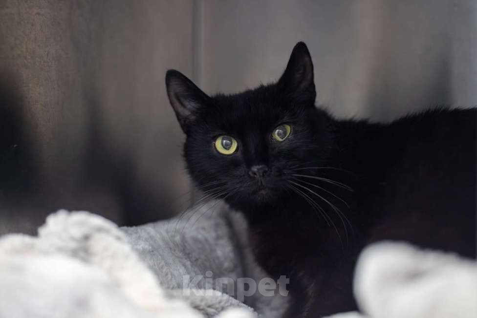 Кошки в Москве: Чили Девочка, Бесплатно - фото 2