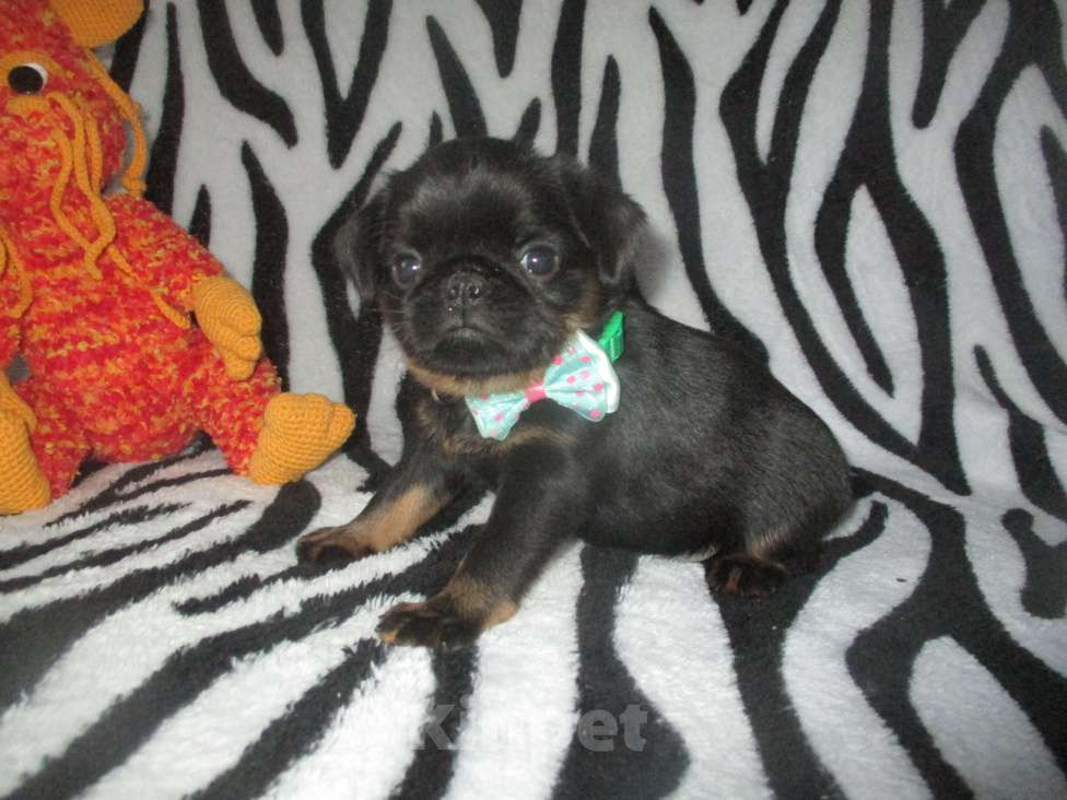 Собаки в Пскове: Щенки бельгийского гриффона и пти брабансона Мальчик, 50 000 руб. - фото 6