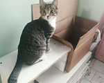 Кошки в Люберцах: Котенок-мальчик ищет дом. Мальчик, Бесплатно - фото 1