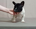 Собаки в Воронеже: Французский бульдог щенок Разнополые, Бесплатно - фото 8