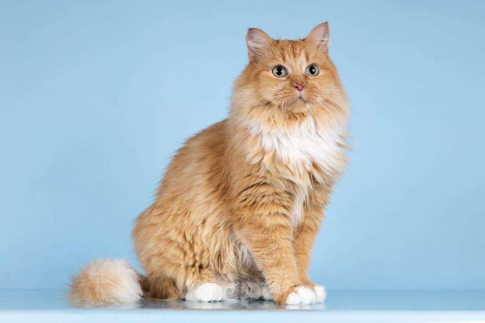 Кошки в Москве: Кошечка Дюймовочка ищет доброе сердце.  Девочка, Бесплатно - фото 5