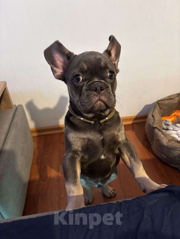 Собаки в Кореновске: Продаю щенка  Мальчик, 40 000 руб. - фото 1