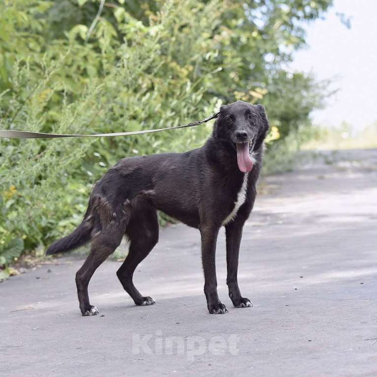 Собаки в Москве: Берта Девочка, Бесплатно - фото 2