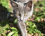 Кошки в Люберцах: Срочно ищем дом до холодов для котенка Грейс Девочка, Бесплатно - фото 1