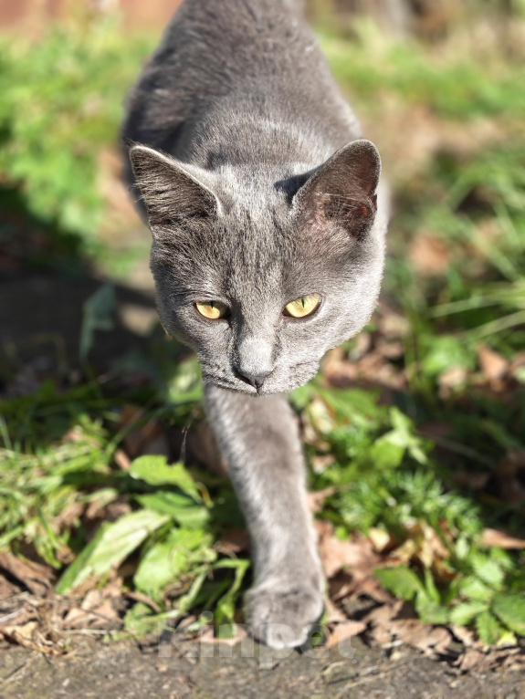 Кошки в Люберцах: Срочно ищем дом до холодов для котенка Грейс Девочка, Бесплатно - фото 1
