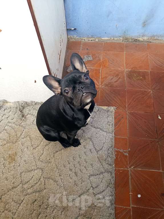 Собаки в Ярославле: Продажа Девочка, 35 000 руб. - фото 3