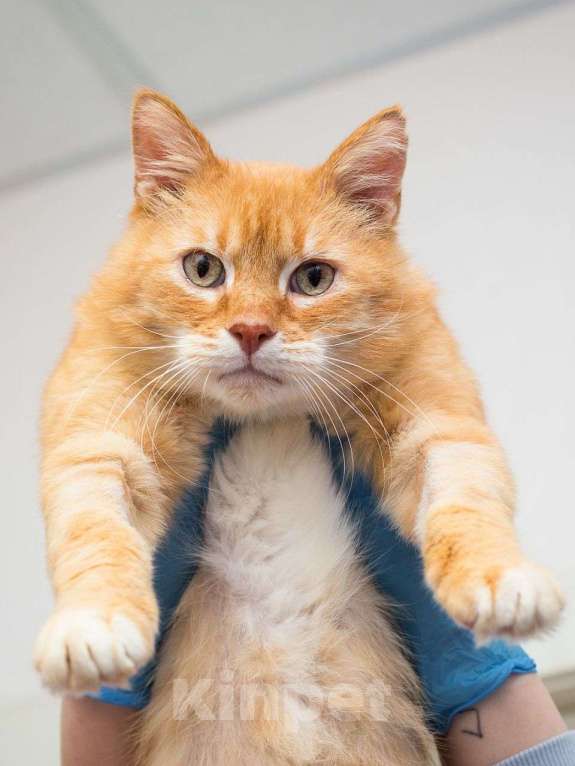 Кошки в Москве: Кот Боня ищет дом Мальчик, Бесплатно - фото 2