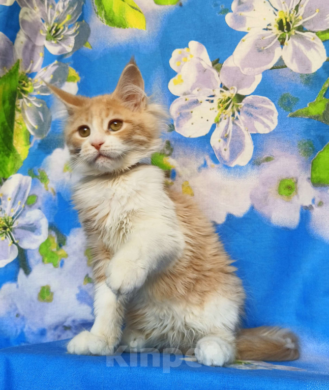 Кошки в Москве: Котёнок Мейн Кун Девочка Девочка, 60 000 руб. - фото 3