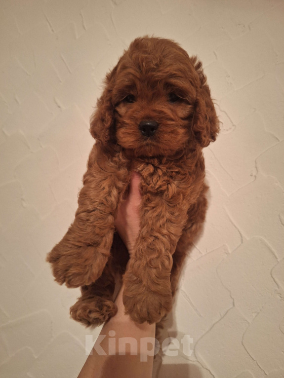 Собаки в Москве: Кокапу щенок мальчик Мальчик, 45 000 руб. - фото 2