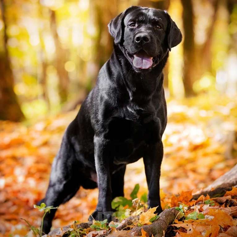 Собаки в Смоленске: Formula Number One ищет невесту Мальчик, Бесплатно - фото 8