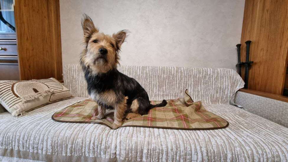 Собаки в Москве: Метис йорка и корги ищет дом. Мальчик, Бесплатно - фото 2