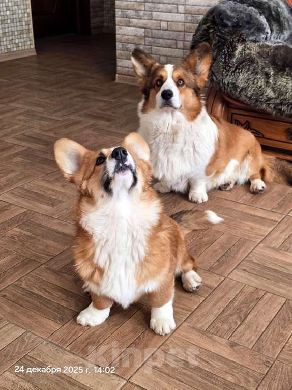 Собаки в Люберцах: Рыжий корги Девочка, Бесплатно - фото 2