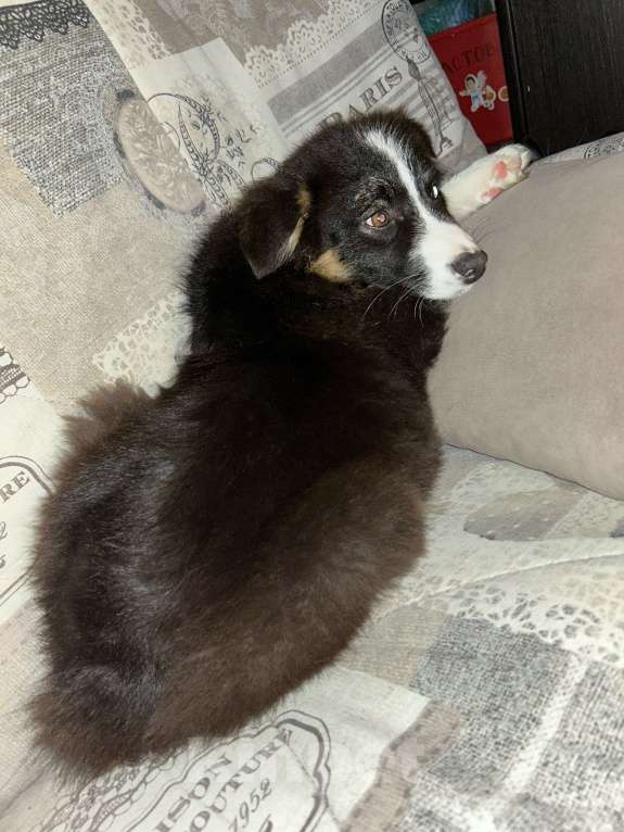 Собаки в Москве: Отдам в добрые руки Мальчик, Бесплатно - фото 4