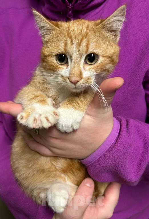 Кошки в Санкт-Петербурге: Рыженький ласкуша 3,5 мес Мальчик, Бесплатно - фото 1