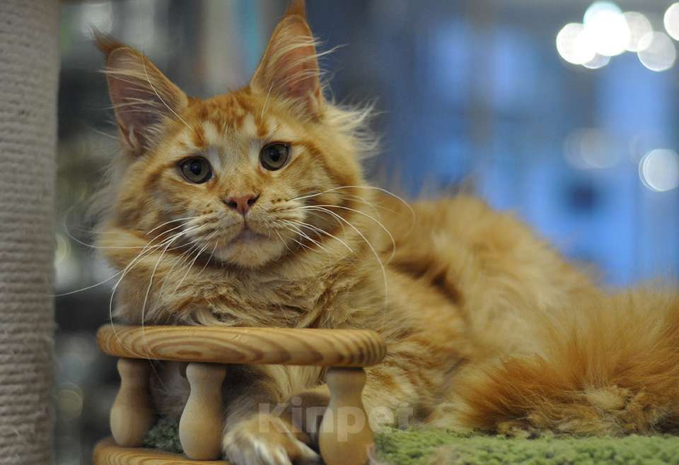 Кошки в Одинцово: Джамал Мальчик, 30 000 руб. - фото 1